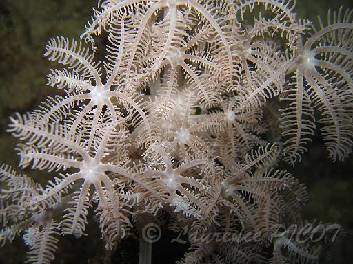 Corail plume d'autruche - Xenia spp.JPG - chez une autre espèce, les polypes sont battants, ils s' ouvrent et se ferment suivant un rythme régulier pour créer un courant d'eau et capturer la nourriture.